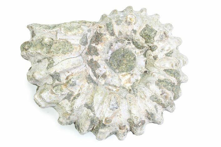 Bumpy Ammonite (Douvilleiceras) Fossil - Madagascar #361165